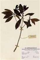 藏品(絲絨吊芙蓉)的圖片